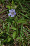 Oblongleaf snakeherb